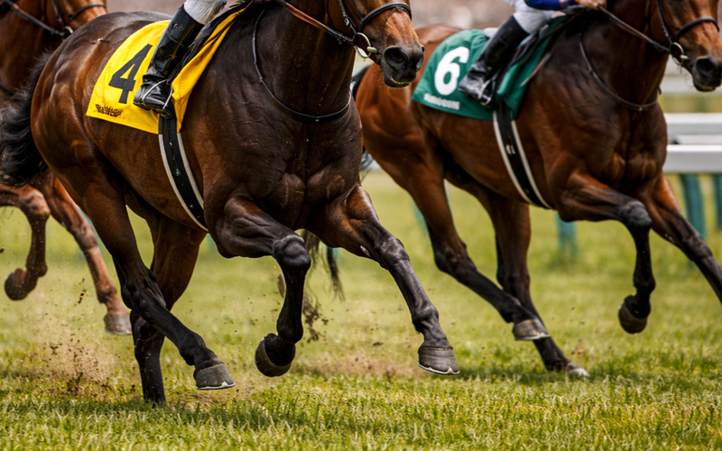 競馬場を駆けるサラブレッドたち