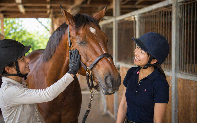 乗馬クラブ会員と触れ合い、嬉しそうにするサラブレッド
