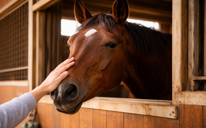 厩舎から顔を出して撫でられるサラブレッド