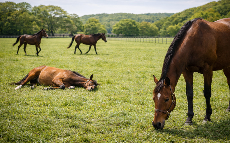 牧場で余生を過ごすサラブレッドたち